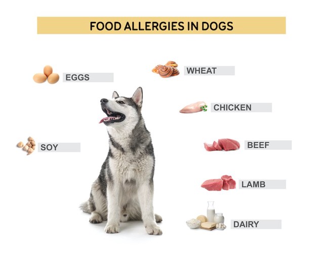 犬とアレルギー食材の一覧