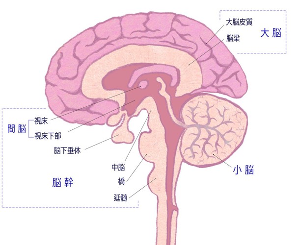 脳の断面図