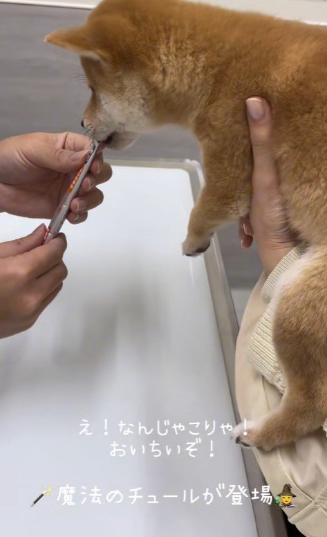 ももちちゃんのはじめての注射7