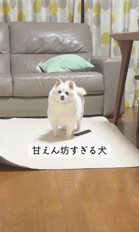 甘えん坊なベラちゃん