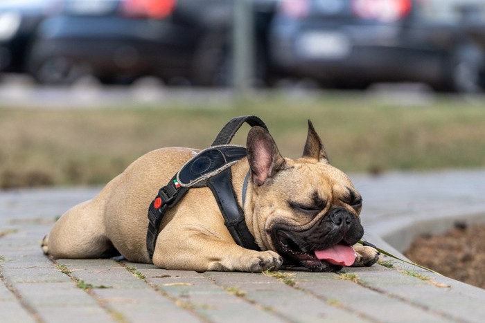 舌を出して伏せる犬