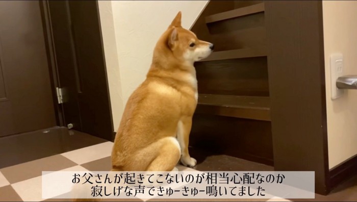 2階を見ながら鳴く犬