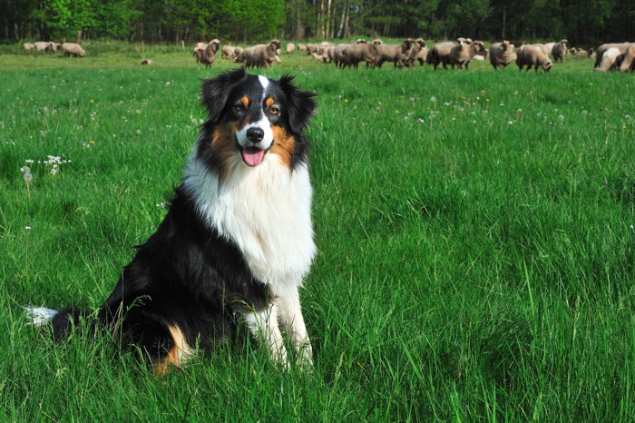 羊がいる原っぱで座るオーストラリアン・シェパード