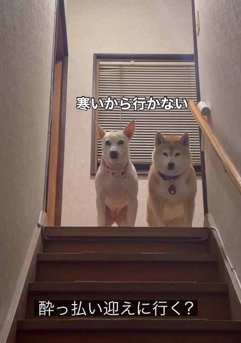 お迎えを拒否する姉妹犬