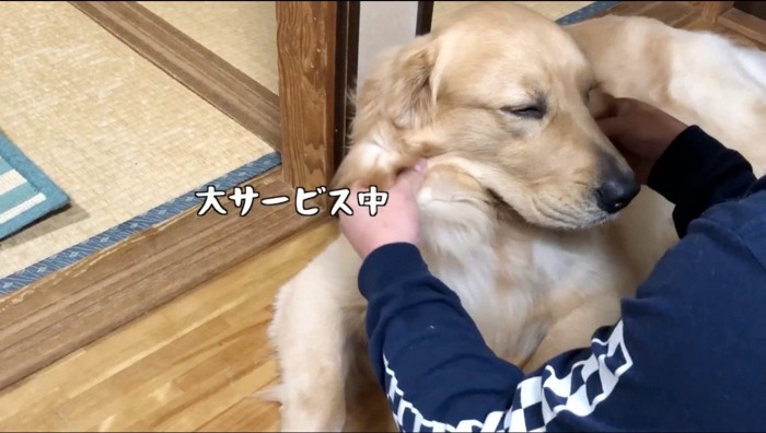 飼い主に顔の肉を揉まれる犬