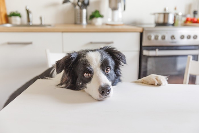 キッチンのそばのダイニングテーブルに頭をのせている犬