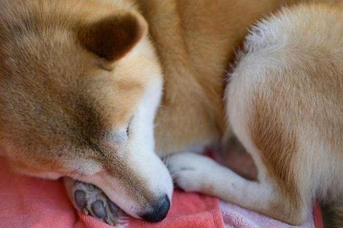 眠る柴犬