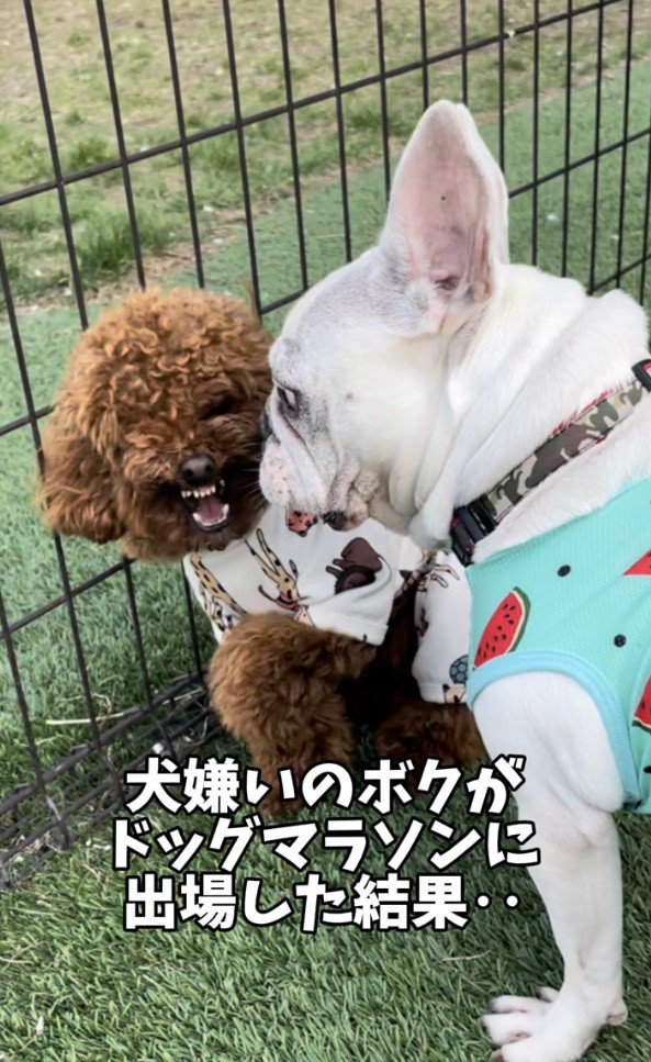 犬嫌いなむぎちゃん