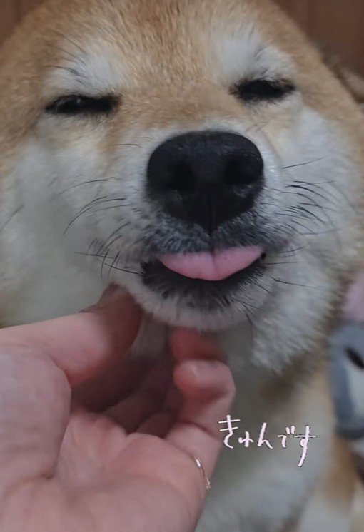 ナデナデされてうっとり…