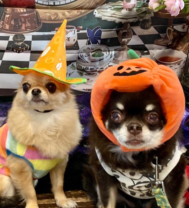 イベントも楽しむよ