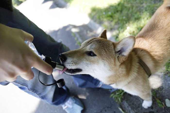 木陰で水を飲む犬