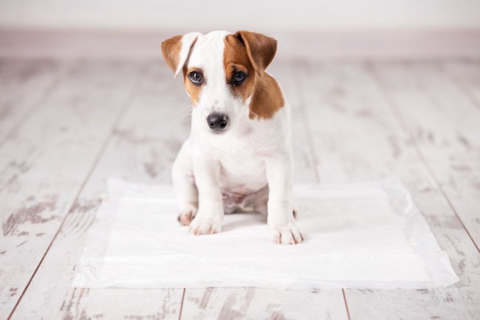 ペットシーツ上の犬