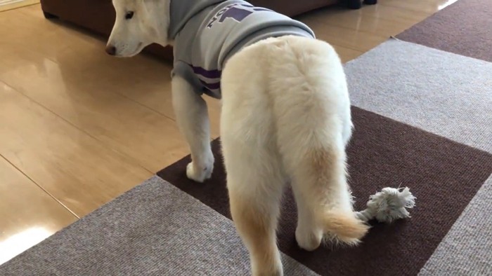 しっぽもしょんぼり…