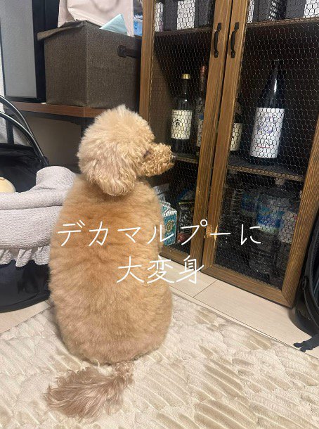 飼い主に背中を向けて座る犬