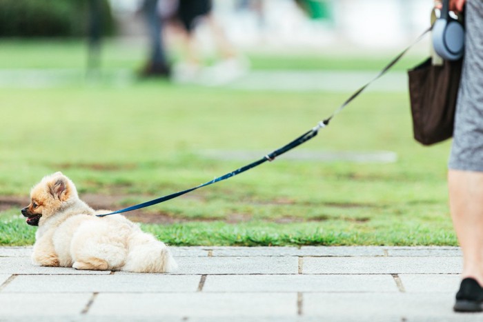 散歩中、地面で休む犬