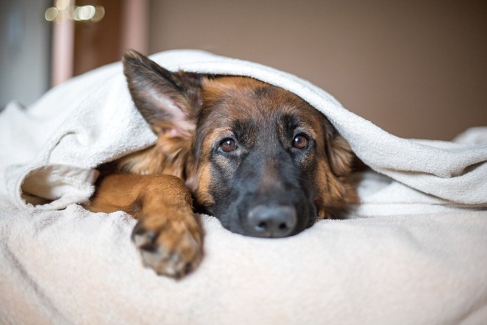 毛布をかぶる犬