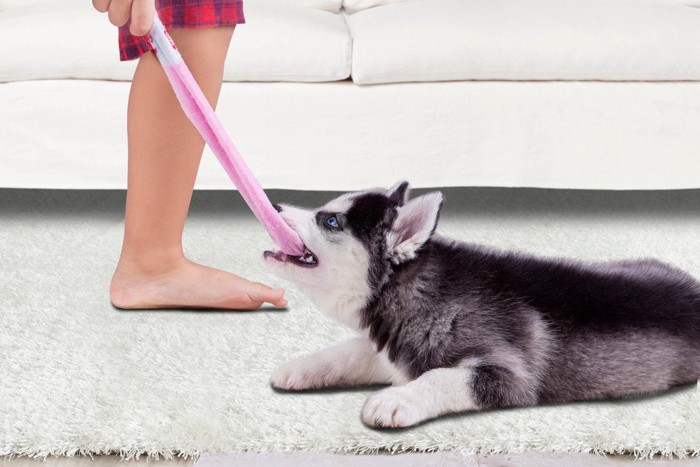 靴下を引っ張る犬