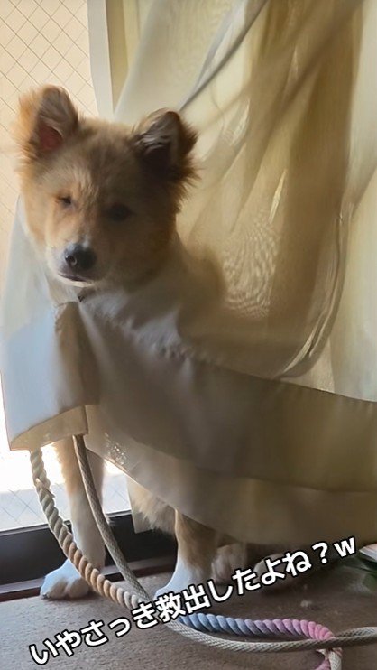 またカーテンに捕らわれている!?