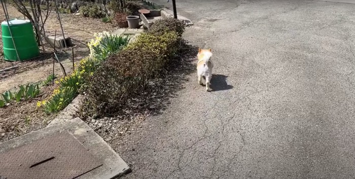 庭を舗装しているアスファルトの上を歩く犬の後ろ姿