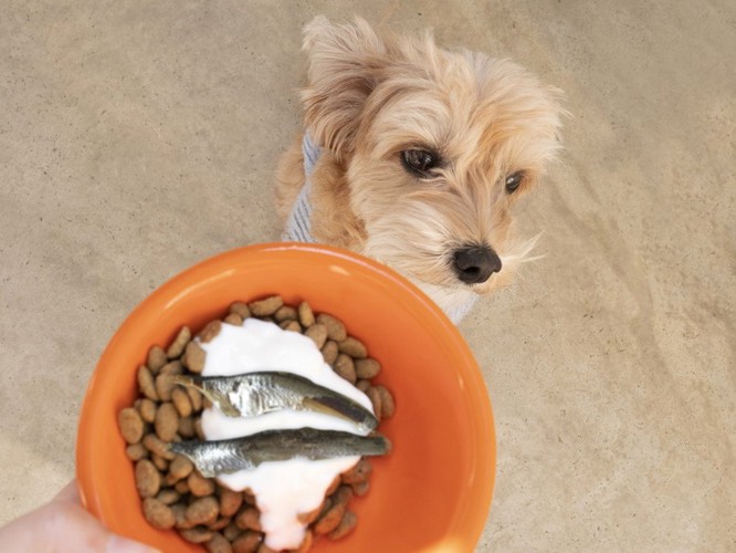 ご飯の容器を見ようとしない犬