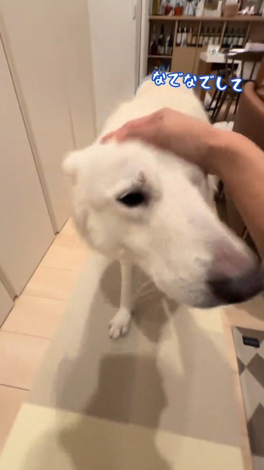 女性に頭を撫でてもらう犬