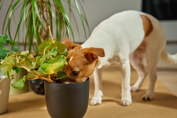 観葉植物に頭を突っ込む犬