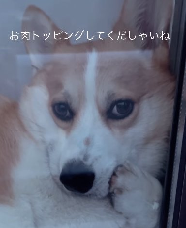 拗ねた表情で何かを訴えてくるコーギー