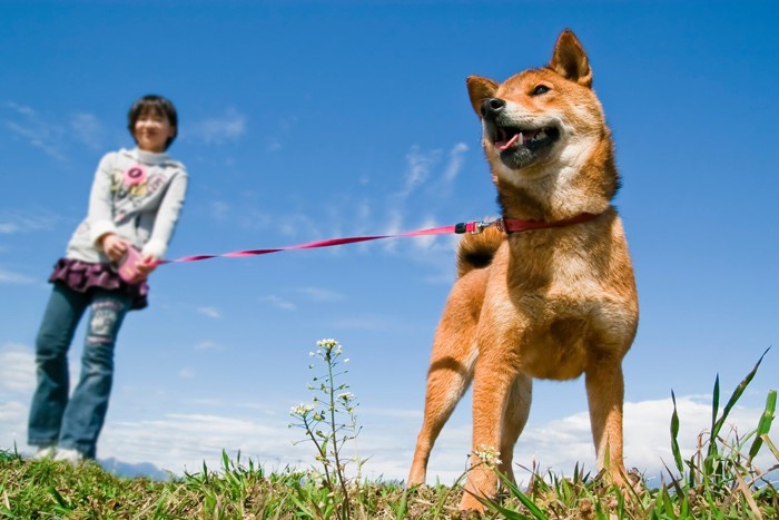 散歩をする柴犬