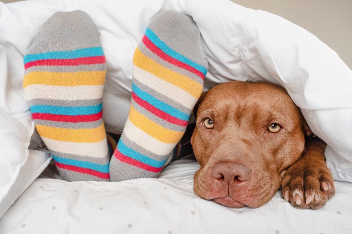 ボーダーの靴下と犬