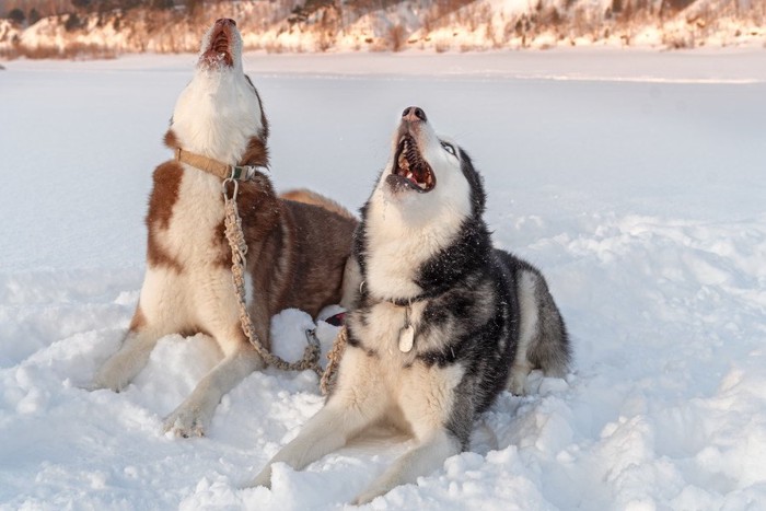 遠吠えをするハスキー犬2頭