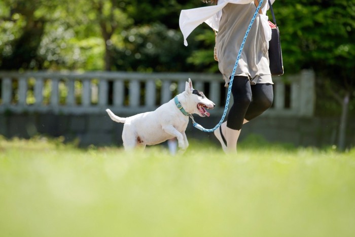 散歩する犬