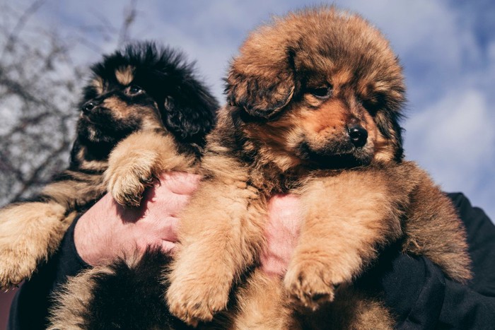 黒と茶の2匹の子犬