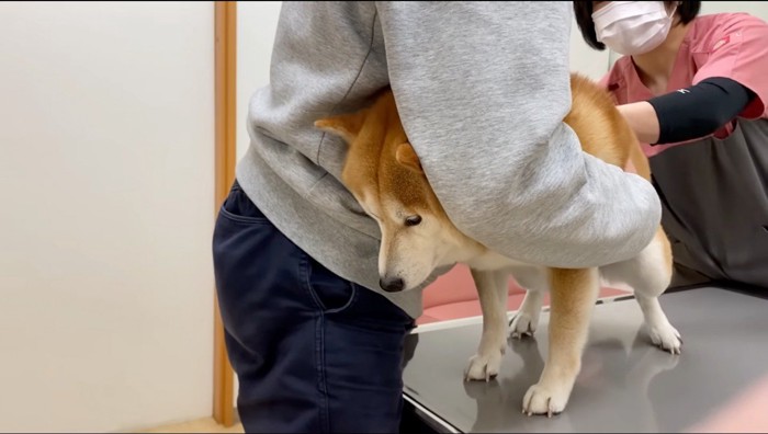 注射を打たれる犬