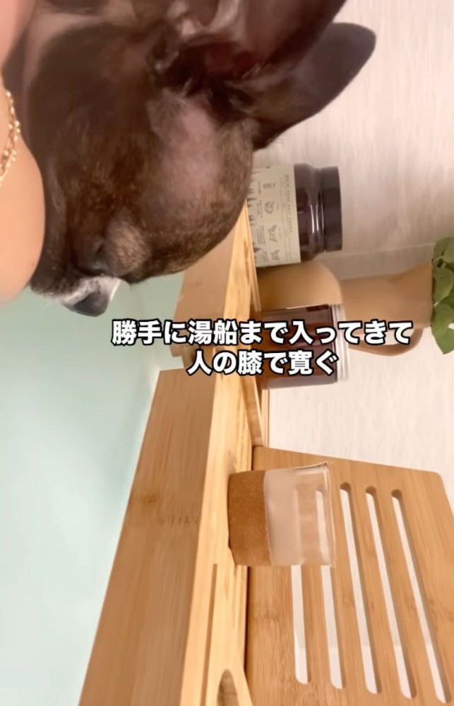 入浴する犬