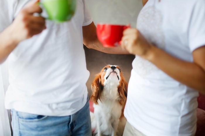 飼い主と恋人を見る犬