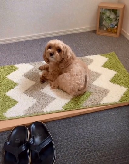 尻尾を振るニコちゃん