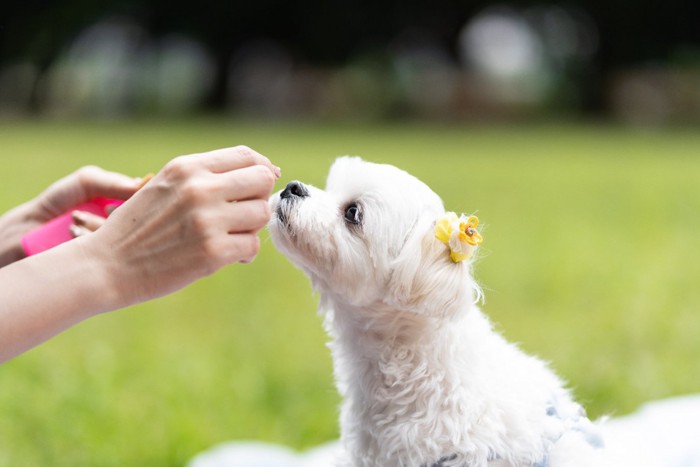 摘む手と犬