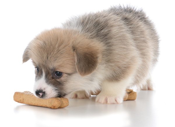 おやつの臭いを嗅ぐ子犬