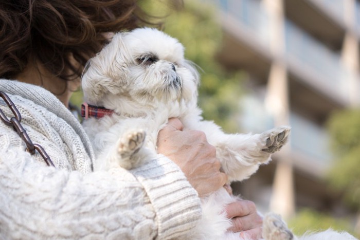 直立姿勢で抱っこされる犬