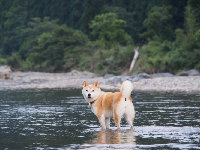 川遊び、振り返る柴犬