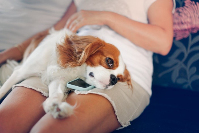 人の足の上で休む犬