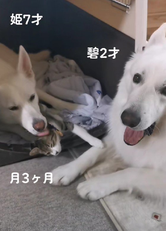 姫ちゃんは毛づくろい