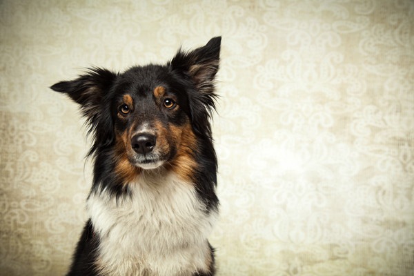 正面を向いている迷い犬