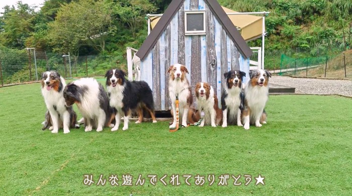 横一列に並んで写真撮影をするたくさんの犬