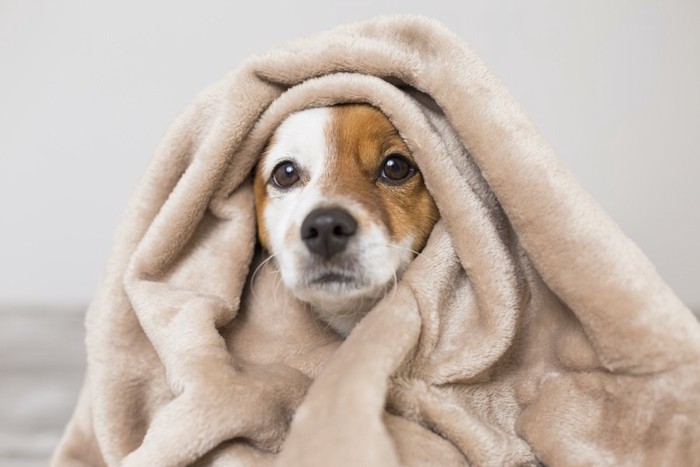 毛布にくるまって顔を出す犬