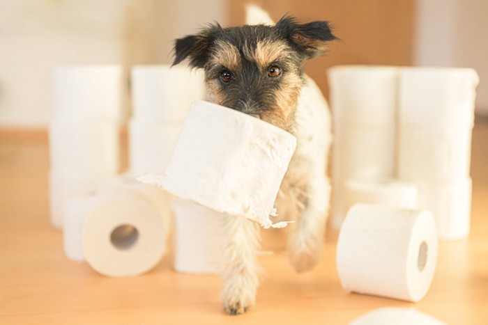 トイレットペーパーを持つ犬