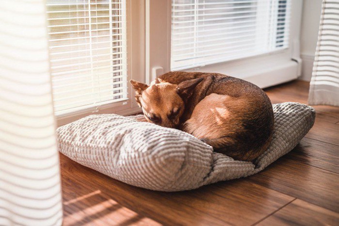 ブラインド近くで丸まって眠る犬