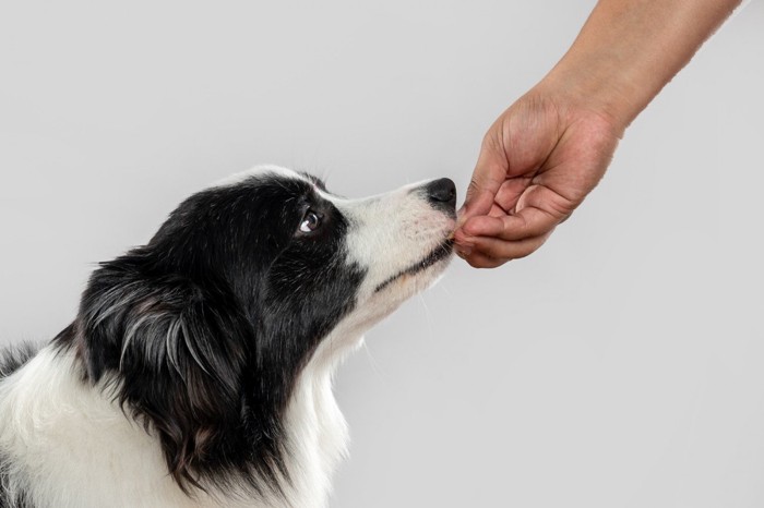 人の手から食べ物をもらう犬