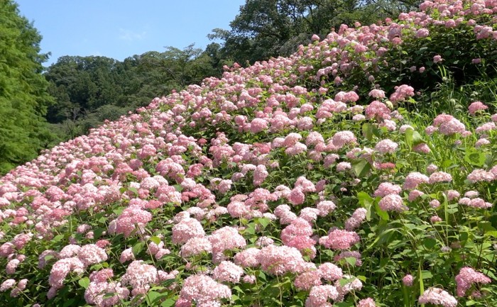 ピンクの紫陽花