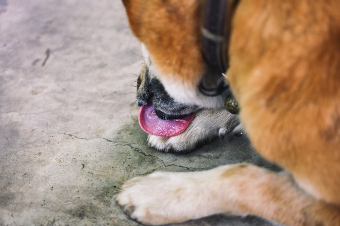 前足を舐めている犬